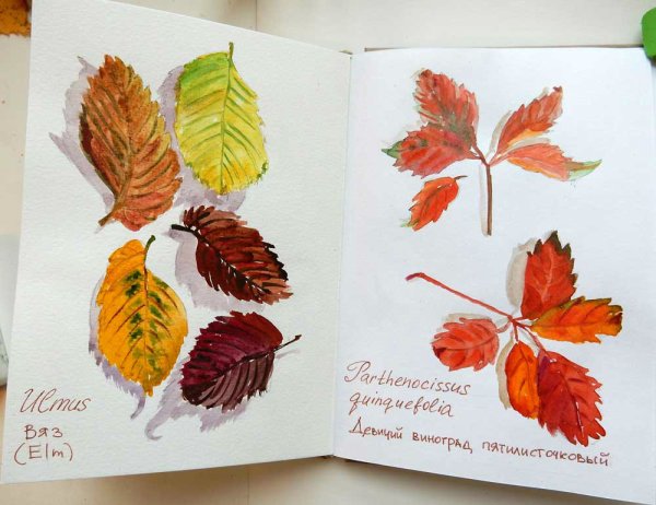 Осенние листья гербарий