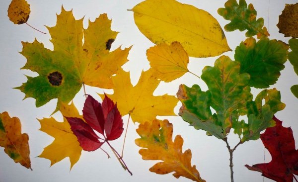 Гербарий из листьев