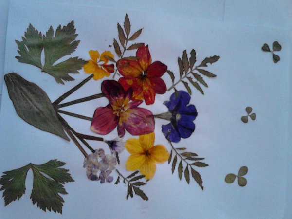 Гербарий букет из осенних листьев