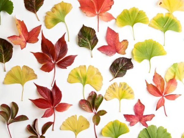 Засушенные листья