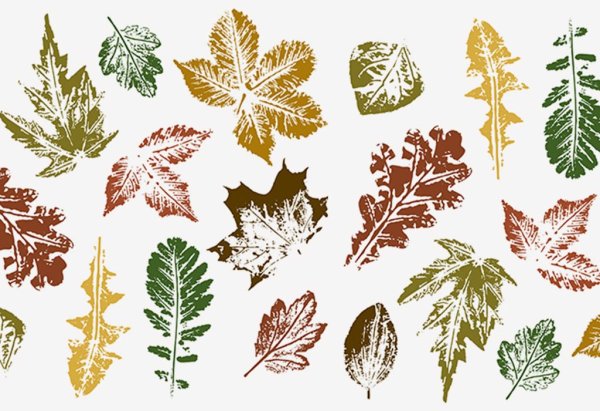 Отпечатки листьев