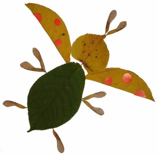 Насекомые из осенних листиков