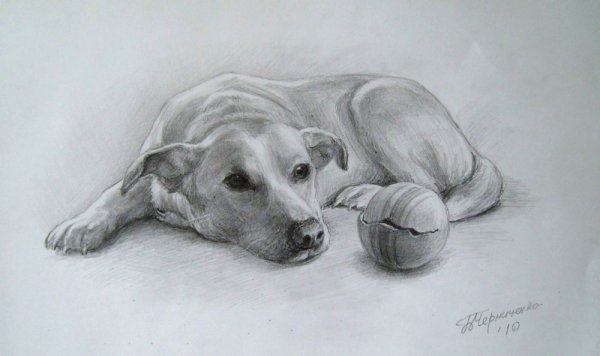 Зарисовки собак карандашом