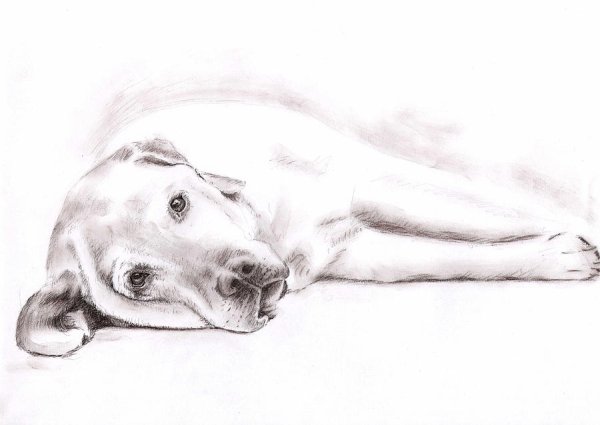 Собака лежит карандашом