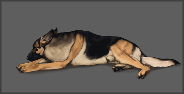 Немецкая овчарка референс