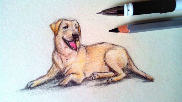 Собака цветными карандашами для детей