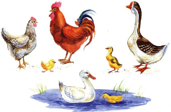 Домашние птицы