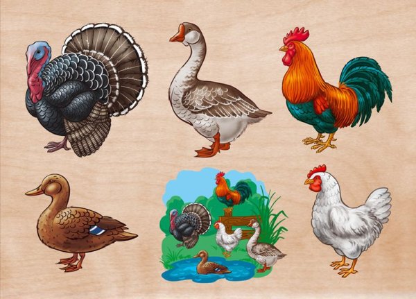 Домашние птицы для детей
