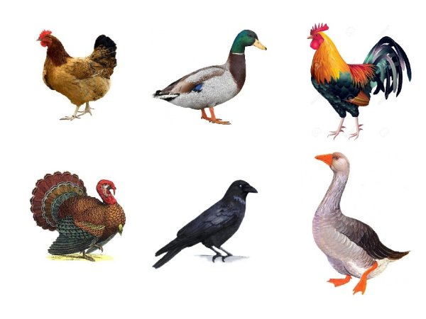 Домашние птицы (Гусь, утка, индюк)