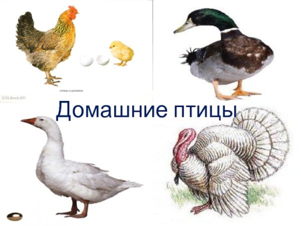 Карточки. Домашние птицы