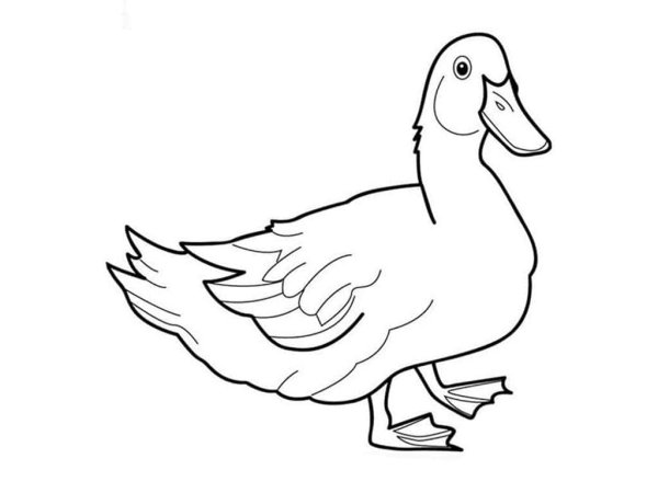 Утка раскраска для детей