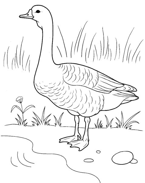 Гусь раскраска для детей