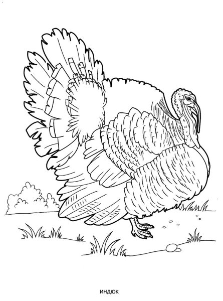 Домашние птицы. Раскраска