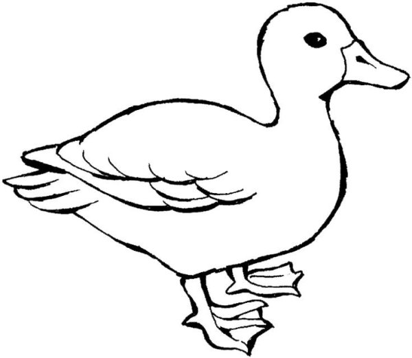 Утка раскраска