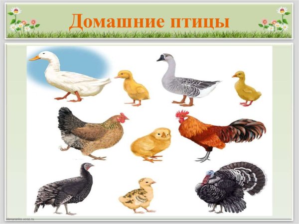 Домашние птицы