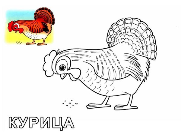 Домашние птицы раскраска для детей