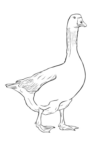 Гусь раскраска для детей