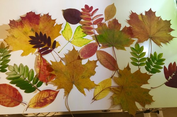 Гербарий клен осенний