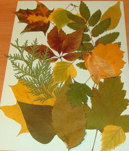 Гербарий композиция из сухих листьев