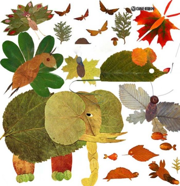 Гербарий Золотая осень