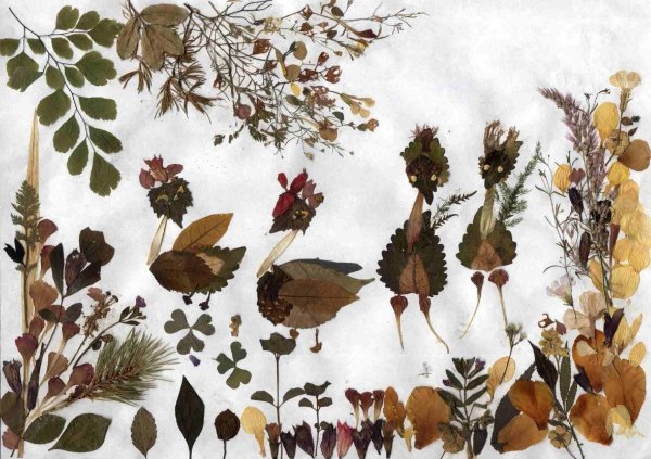 Гербарий из листьев