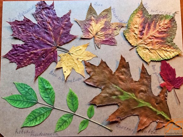 Поделка из листьев и веточек