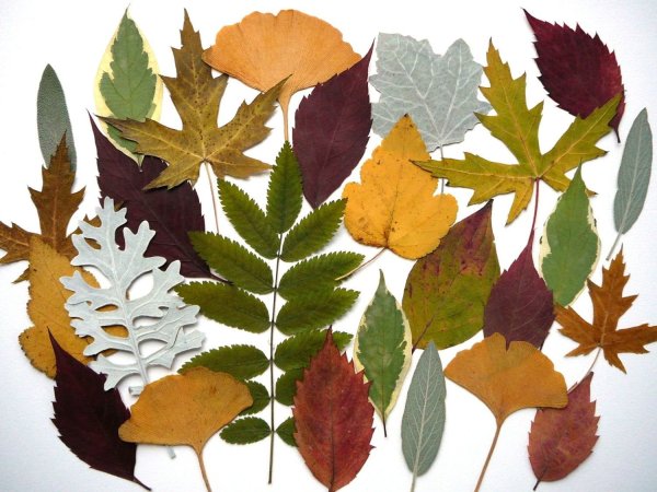 Гербарий из листьев