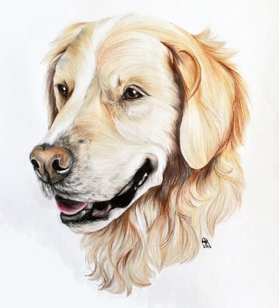 Золотистый ретривер скетч