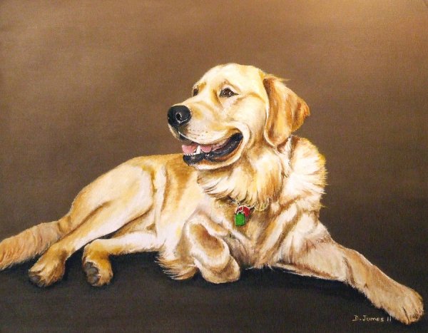 Золотистый ретривер референс