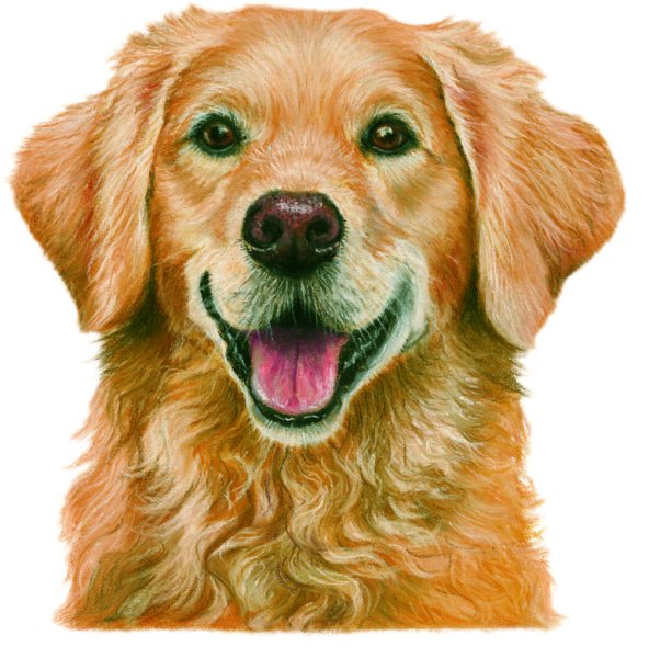 Мультяшный золотой ретривер