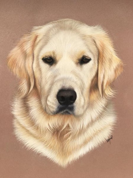 Золотистый ретривер карандашом