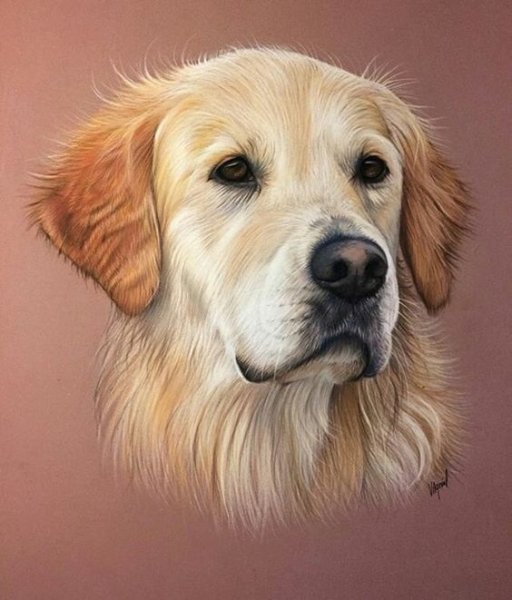 Золотистый ретривер