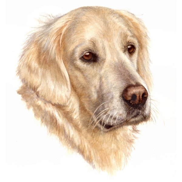 Золотистый ретривер