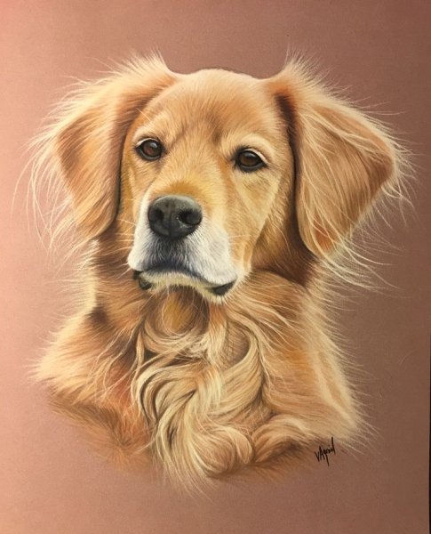 Нарисовать золотистого ретривера