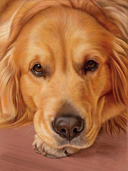 Голден ретривер портрет