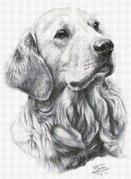 Нарисовать собаку золотистый ретривер