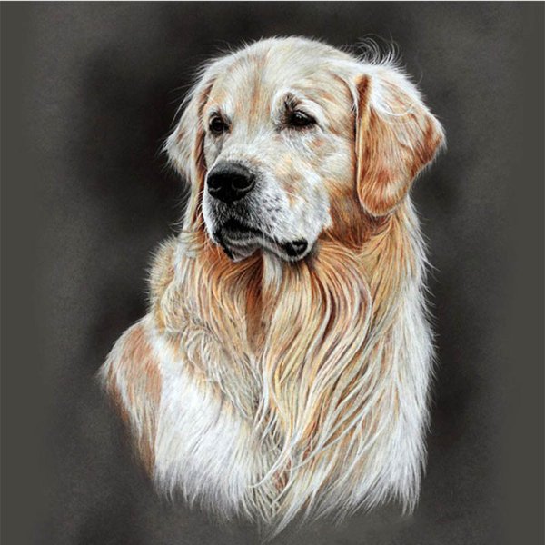 Голден ретривер портрет