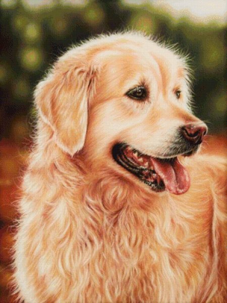 Голден ретривер портрет