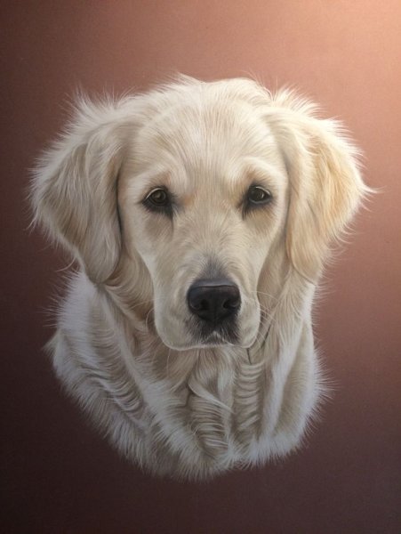 Золотистый ретривер щенок арт