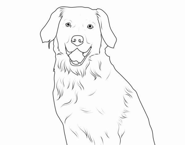 Лабрадор ретривер