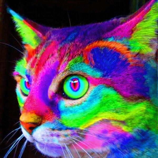 Разноцветная кошка