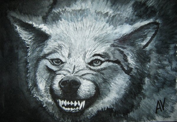 Рисунки Волков с оскалом
