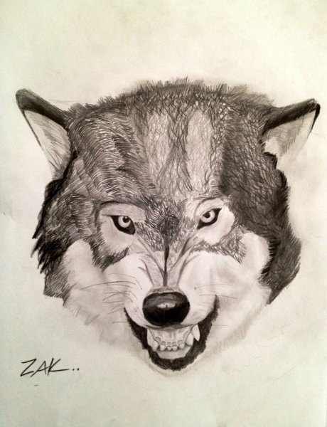 Волчий оскал карандашом