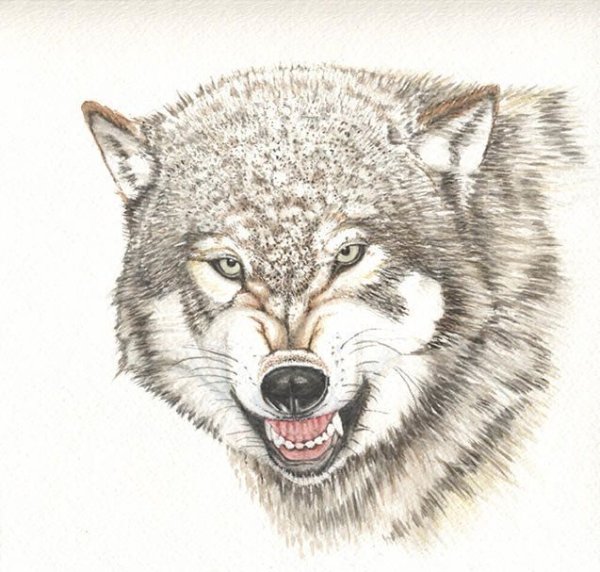 Волчий оскал рисунок