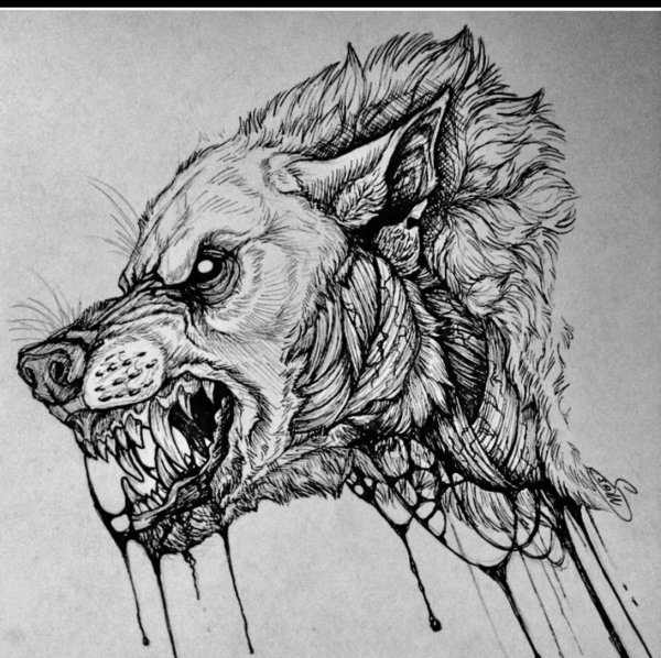 Волк эскиз