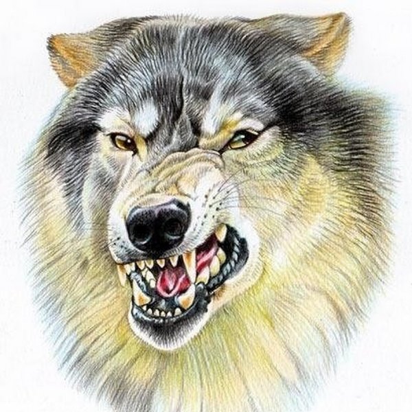 Волчий оскал рисунок карандашом