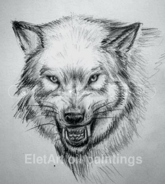 Волчий оскал тату эскизы