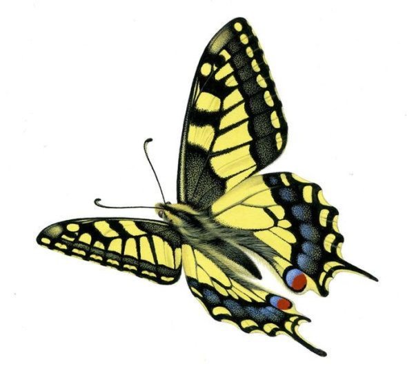 Махаон (бабочка)