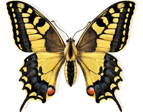 Papilio Machaon Orientis