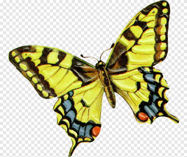 Махаон,Монарх бабочки